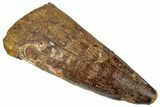 Fossil Spinosaurus Tooth - Robust Tooth #305805-1